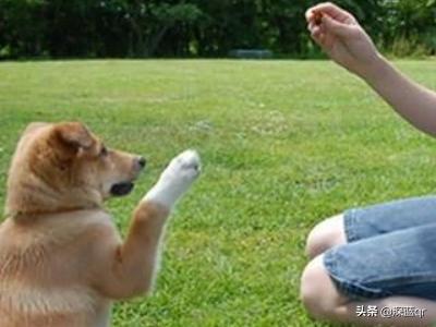 狗狗教程:训狗教程：正确训练狗狗的技巧？