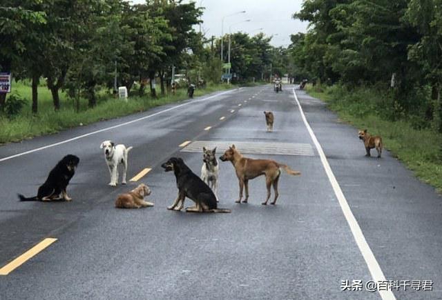 野狗交配:如果把成群家犬宠物犬流浪犬放到非洲草原，能否存活繁衍下去？