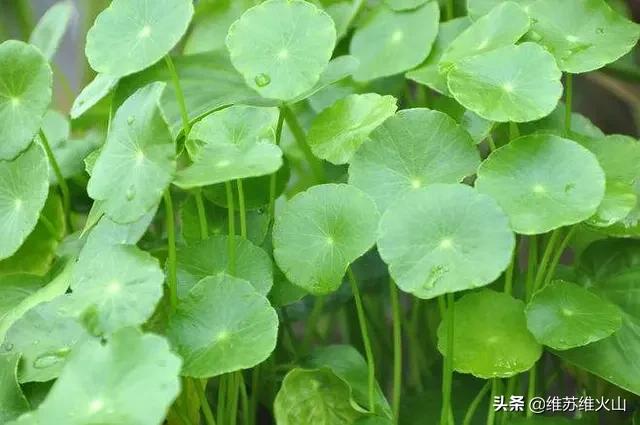 铜钱草的养殖方法和注意事项视频:铜钱草长得东倒西歪的，是为什么？