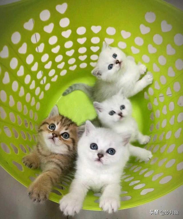 逃出可爱猫咪房间:小猫刚回新家一直躲着不出来怎么办？ 猫咪逃离密室