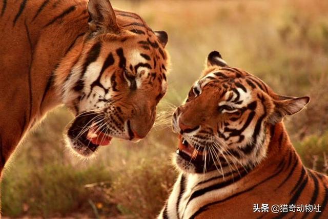 黑蓝虎灭绝了吗，历史悠久的新疆虎还存在吗真的灭绝了吗