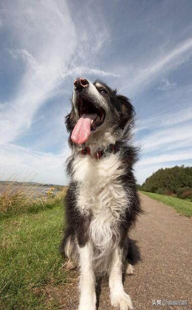 边境牧羊犬的图片上传:边境牧羊犬这么聪明，为什么养的人还是比较少的？