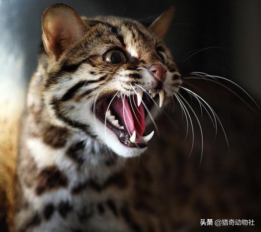 豹猫图片猫照片:丛林猫和豹猫在自然界中是什么关系？