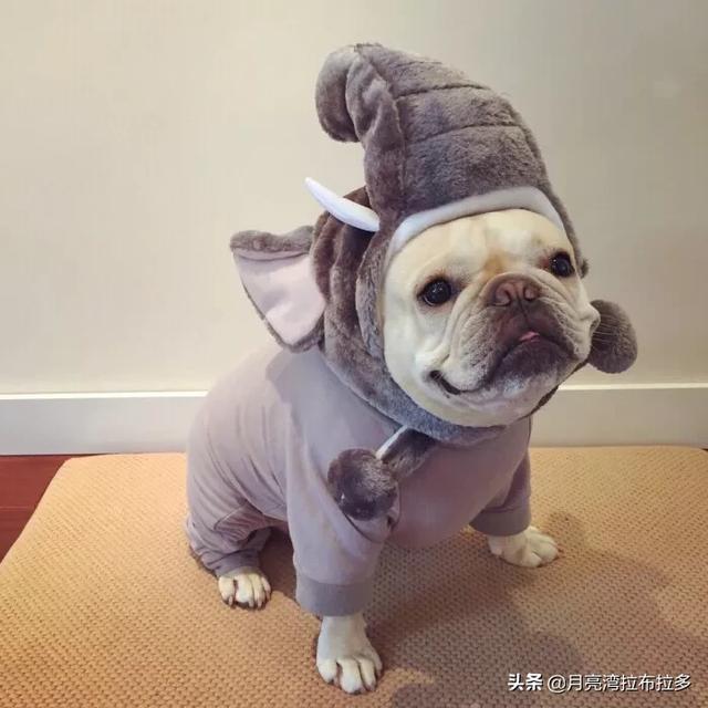 法国斗牛犬母很难养吗:饲养法国斗牛犬会遇到什么问题？