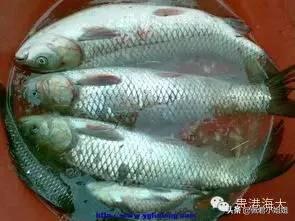 泸州鱼生病了怎么办:草鱼发病了，该怎么治疗？