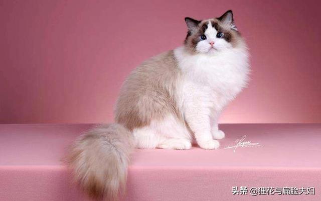 宠物猫的品种及图片:猫的繁殖能力如此强，为什么名种猫还卖那么贵？ 宠物猫的品种及价格图片大全