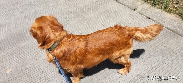 金毛幼犬的狗粮怎么选:七个月金毛吃什么狗粮合适？