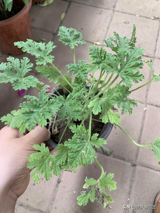 驱蚊草有用吗:驱蚊草真的有用吗？在花园里劳作，如何不被蚊子骚扰？