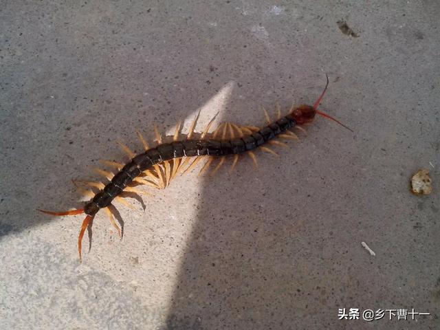 智农9号蜈蚣养殖:自己是养殖蜈蚣的，在蜈蚣冬眠时，哪几种保湿措施比较好？