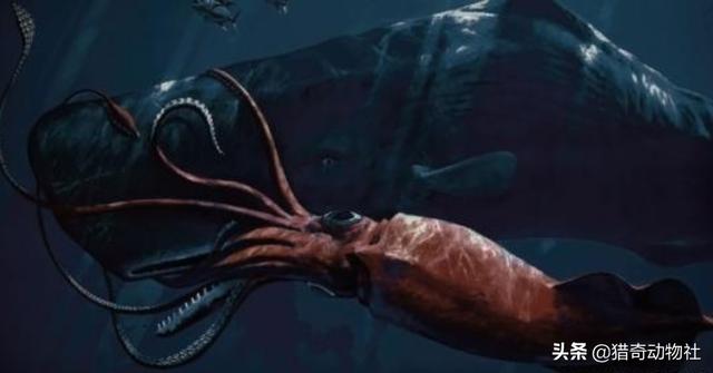 火焰乌贼的相关视频:大王酸浆鱿和大王乌贼谁更大？它们真的吃抹香鲸吗？