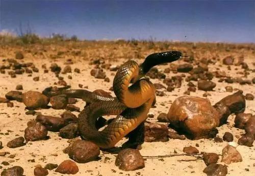 最毒的蛇是银环蛇吗，“冰火蛇”为何毒性那么强它是什么蛇