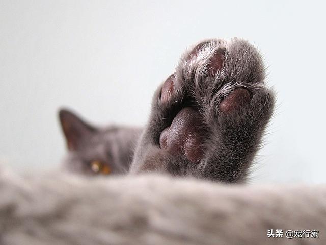 给猫的鸡胸肉怎么做:给猫的鸡胸肉怎么做冻干 猫咪的爪子总爱受伤，如何呵护猫咪的小爪子？