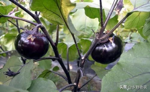 种植茄子是育苗移栽好，还是直播好？