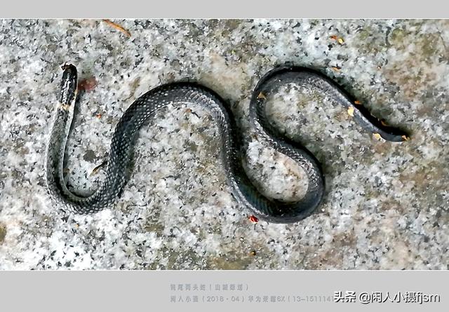 水蛇图片:你手机拍的蛇类的照片能否分享一下？