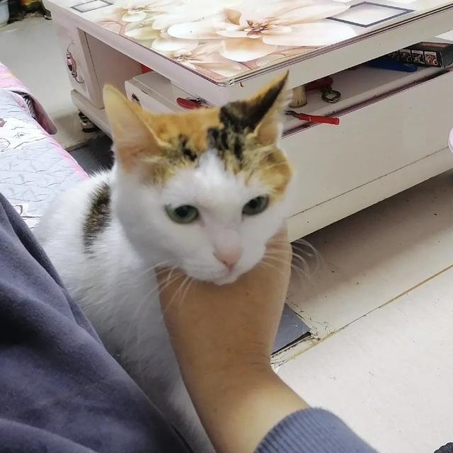 养猫论坛:宠物店开在二楼店铺可行吗，请教各位圈内的朋友？