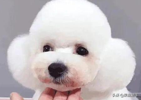 泪痕:狗狗的泪痕怎样才能洗去？