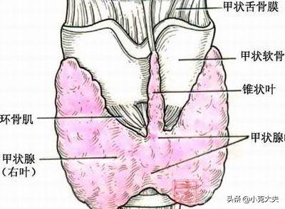 甲状腺机能亢进病:甲状腺功能亢进症危害有多大？