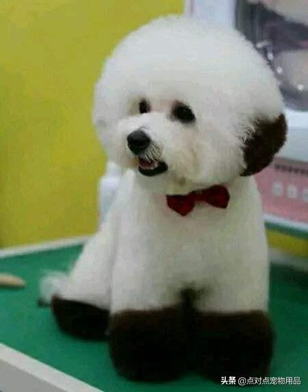 成年比熊犬好养吗:养比熊公狗，有什么坏处？