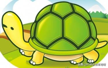 巴西龟可以干养吗?不吃东西怎么办?:刚出壳的巴西龟不吃东西怎么办？