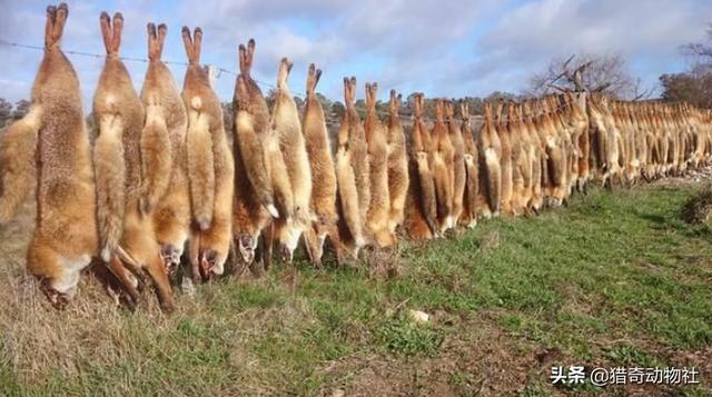 10只兔子恐怖照片，澳大利亚兔子泛滥成灾，为何不引入猫科中最爱吃兔子的猞猁