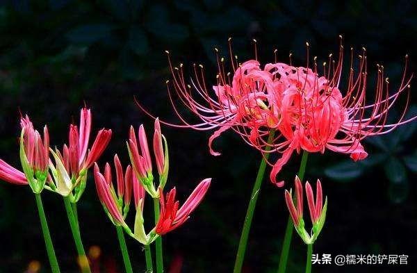 关于曼陀罗,有哪些神奇的故事？