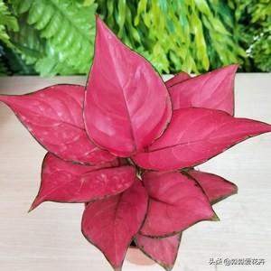花叶万年青根系发达吗:花叶万年青怎么长得粗壮 花叶万年青怎样盆栽和管理？