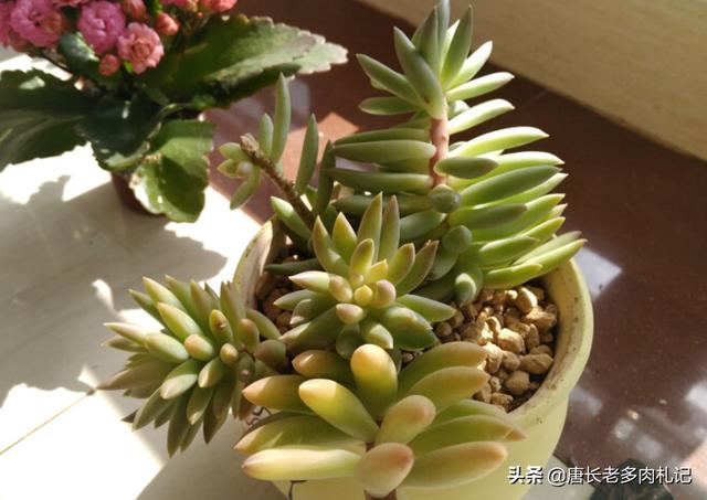 王玉珠帘多肉植物图片:我养的千佛手变黑了，叶子一碰就掉，怎么办？