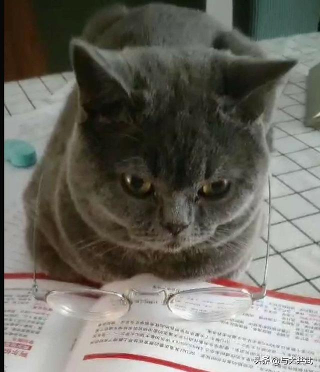 猫捉老鼠酷跑:两只猫天天在家跑酷，每天搞得乱七八糟怎么办？