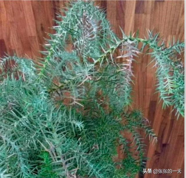 澳洲杉叶子根部干枯:我家的澳洲杉叶子有白点怎么回事？
