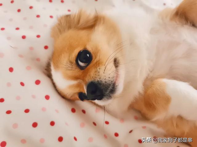 宠物做宠物床:如果你的宠物霸占了你的床，你会睡哪？