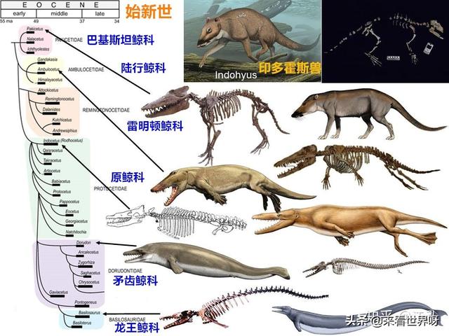 长颈鹿将来会灭绝吗，如果恐龙没有灭绝，那恐龙会进化成什么样