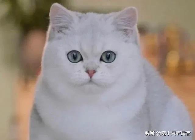 被家猫咬了:小孩被家猫咬到手需要打疫苗吗？