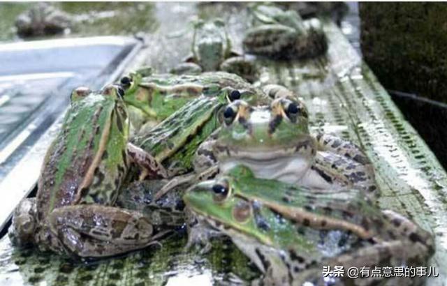 虎纹蛙价格行情:养殖青蛙市场需求大吗？我是湖南衡阳的，想回家创业？