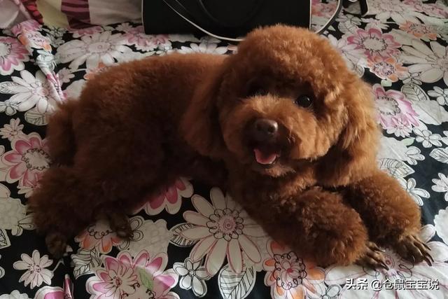 西施犬造型图:什么种类的狗狗对人善良？ 西施犬造型图片