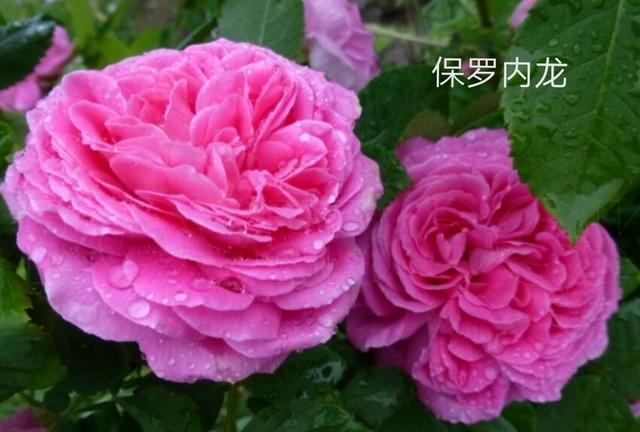 优秀月季花品种介绍百度网:名贵月季十大品种是哪些品种？
