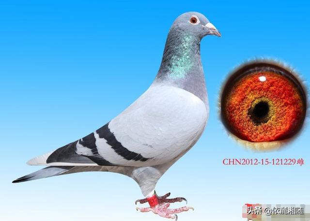 鸽子眼睛形状是血统遗传吗，鸽子一般都是金眼配对，出了一对沙眼一个金眼，那么沙眼该如何