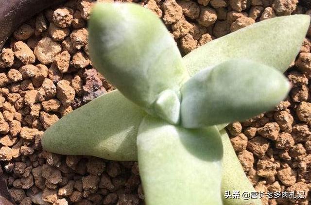 多肉植物翡翠景天小苗:多肉法师小苗可以砍头吗？