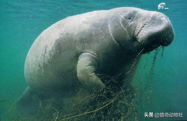 鸮鹦鹉介绍:有哪些动物植物是因为好吃而灭绝或者濒临灭绝的？