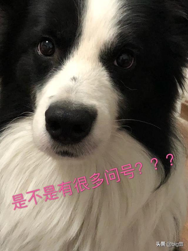 昨晚我和狗狗做了8次:经常对狗狗做什么，是很不好的？