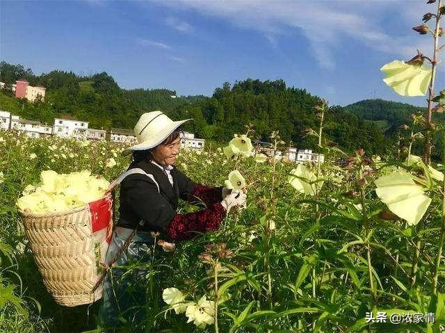 黄蜀葵花怎么吃:黄蜀葵花的药用价值与应用？