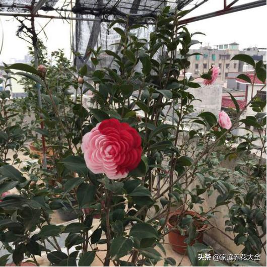 锈壁虱用何种药:锈壁虱专用药有哪些 阿维菌素最主要杀什么害虫？