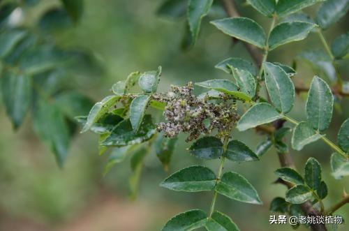 花椒的害处,花椒树好管理吗？怎样能多结果？