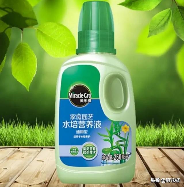 水养绿萝叶子发黄是什么原因:绿萝叶子发黄是怎么回事？