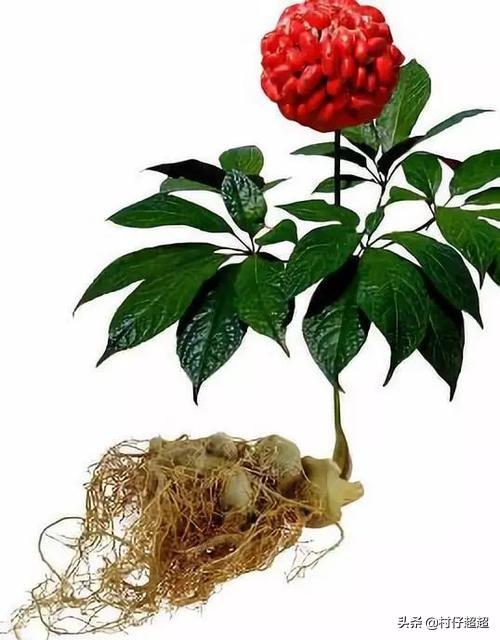 现在种植或者养殖中药有前途吗？