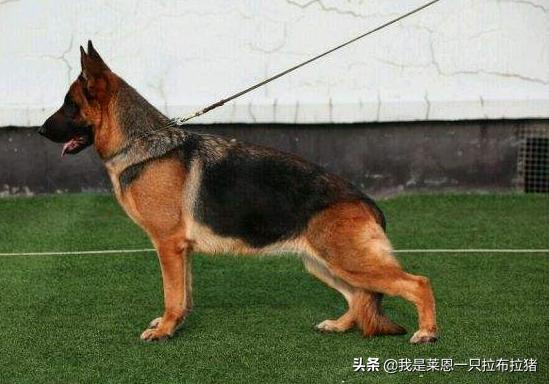 弓背犬百度百科:牧羊犬后腿弯曲怎么回事？