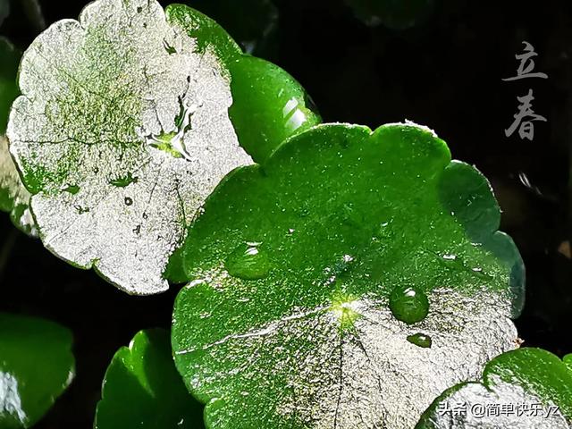 大花金鸡菊什么时候开花:大花金鸡菊是什么时候开的 花卉、绿植、盆景、蔬菜，如果有自己的院子你更愿意养哪一种？