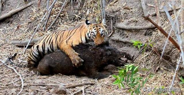 座狼幼崽:请问一下，母野猪如果被狼群咬死后，小野猪怎么存活下来？