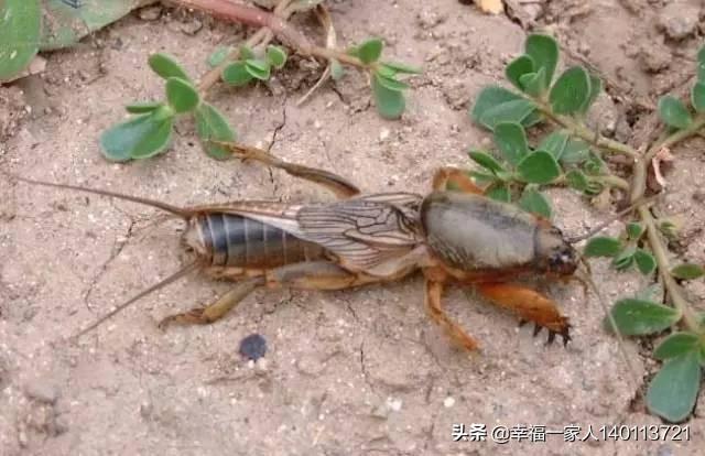 大扁头蟋介绍:选择善斗的蟋蟀须注意什么？