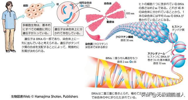 头条问答 人和狗的dna有多大区别 无极鲲鹏道人的回答 0赞