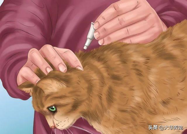 小野猫驯养手册在线:捡到只4个月左右的小猫，想家养，养之前需要做哪些处理？